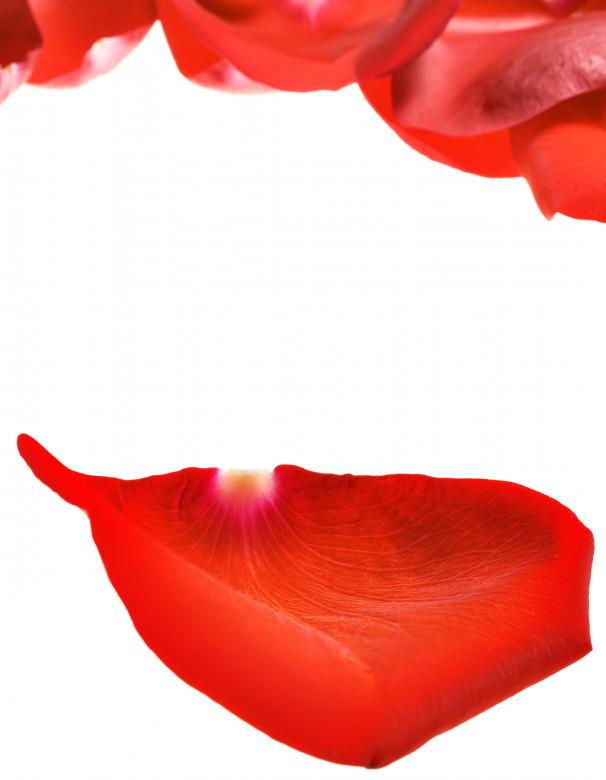 Free stock image of rose petals created by 2happy