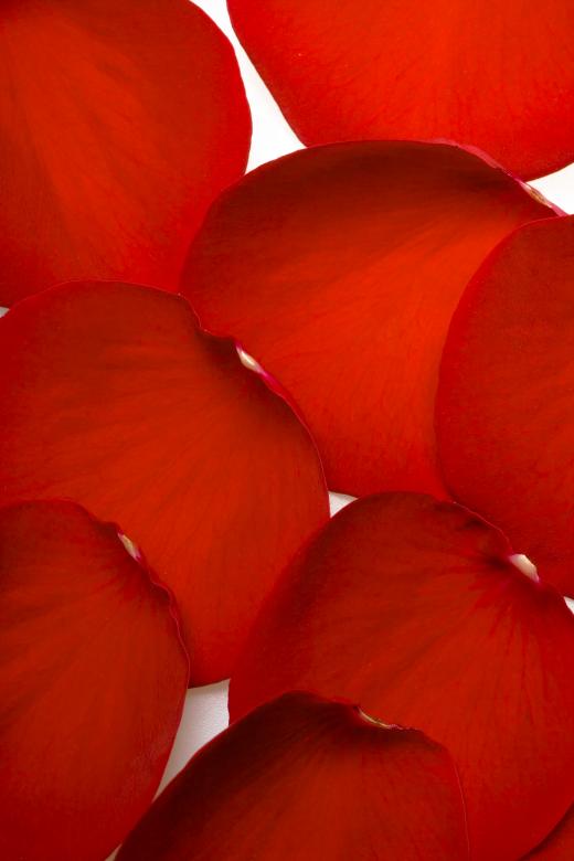 Free stock image of rose created by 2happy