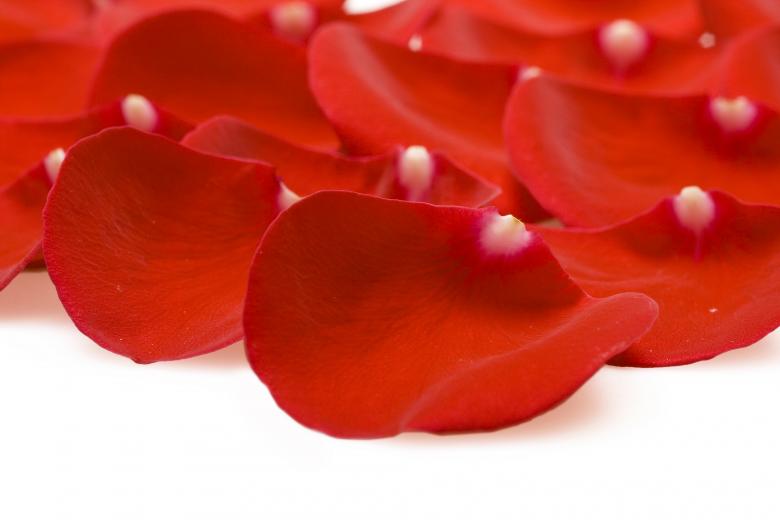 Free stock image of rose created by 2happy