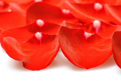 Free Stock Photo of rose petals
