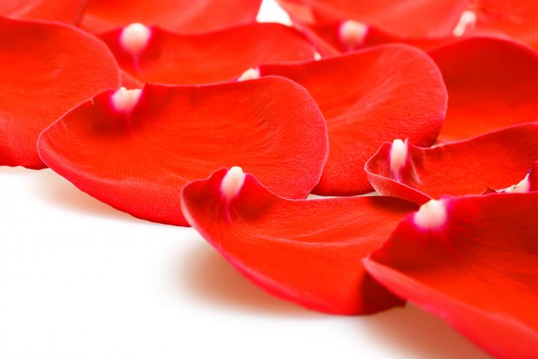 Free stock image of rose created by 2happy