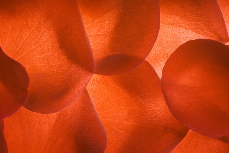 Free stock image of rose petals created by 2happy