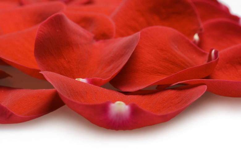 Free stock image of rose petals created by 2happy