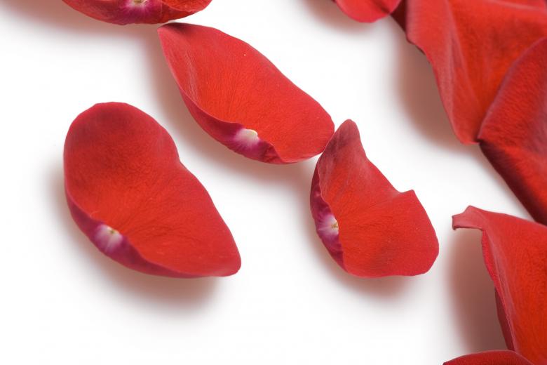 Free stock image of rose petals created by 2happy