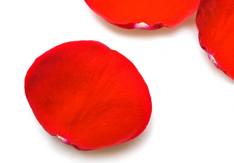 Free stock image of rose created by 2happy