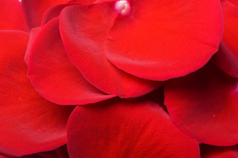 Free stock image of rose petals created by 2happy