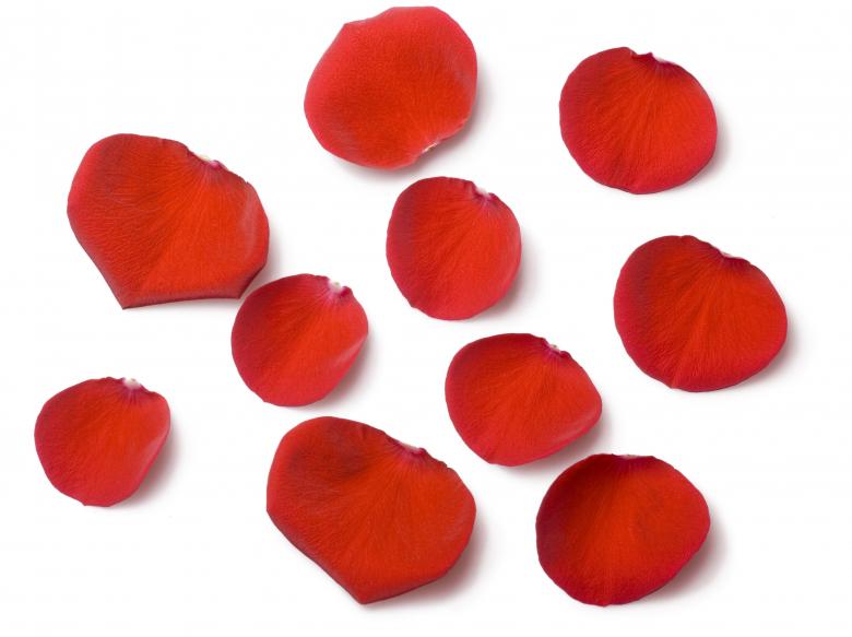 Free stock image of rose petals created by 2happy