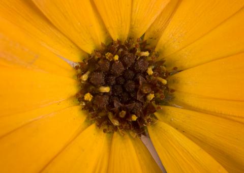 Free Stock Photo of flower