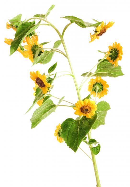 Free stock image of flower created by 2happy
