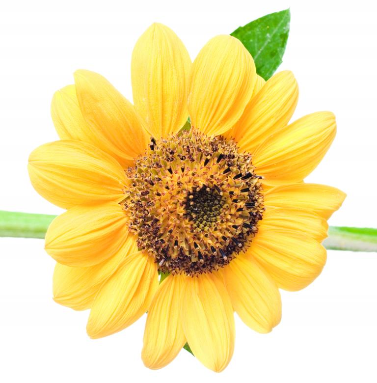 Free stock image of flower created by 2happy