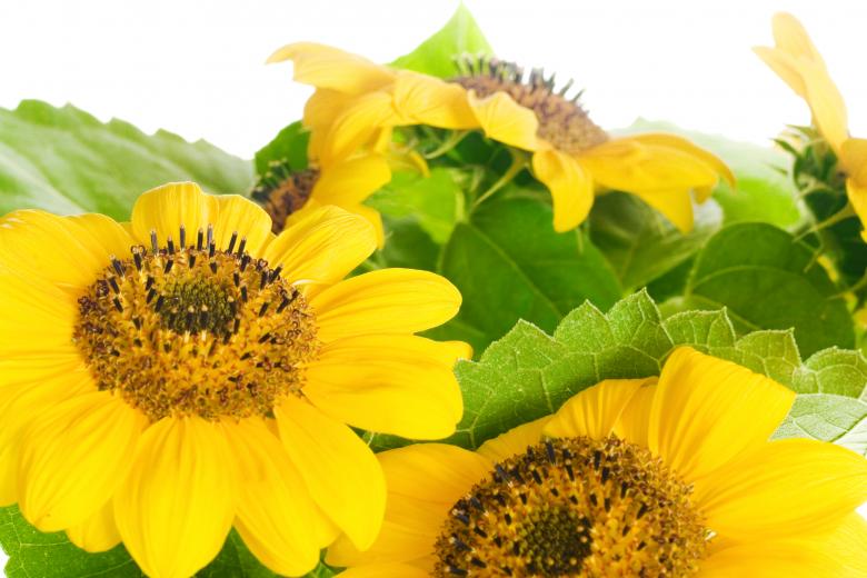 Free stock image of flowers created by 2happy