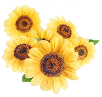 Free Stock Photo of flowers