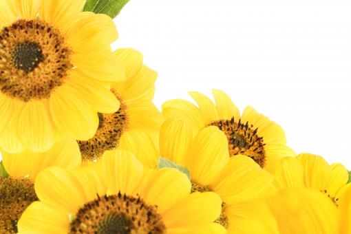 Free Stock Photo of Flowers