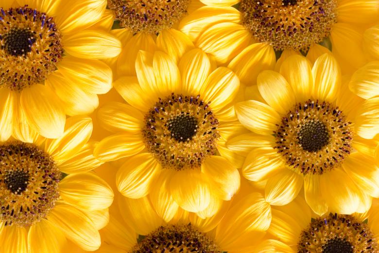 Free stock image of flowers created by 2happy