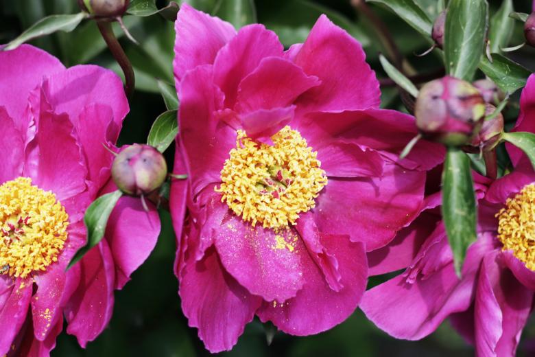 Free stock image of flowers created by 2happy