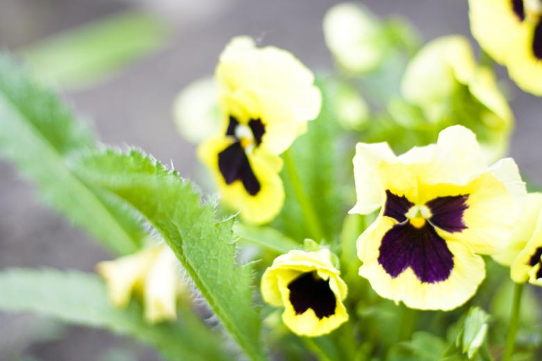 Free stock image of flowers created by 2happy