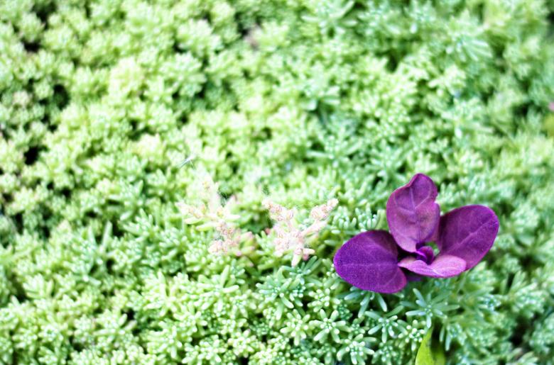 Free stock image of flower created by 2happy