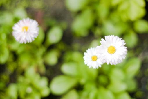 Free Stock Photo of flowers