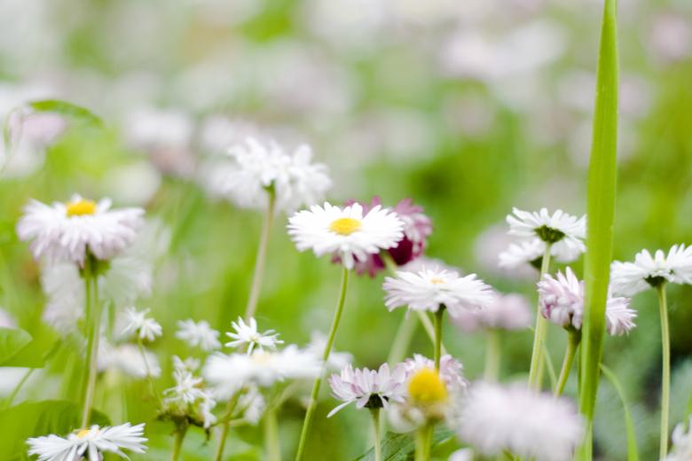 Free stock image of flowers created by 2happy