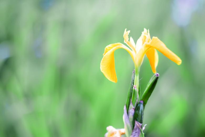 Free stock image of flower created by 2happy