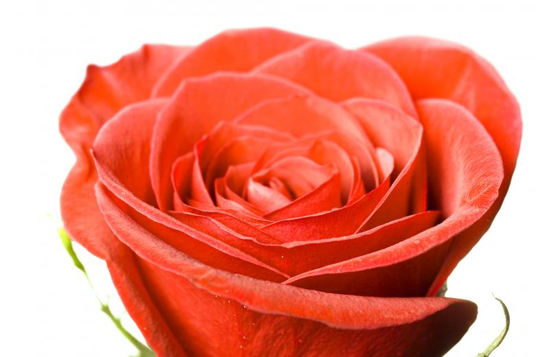 Free stock image of flower created by 2happy