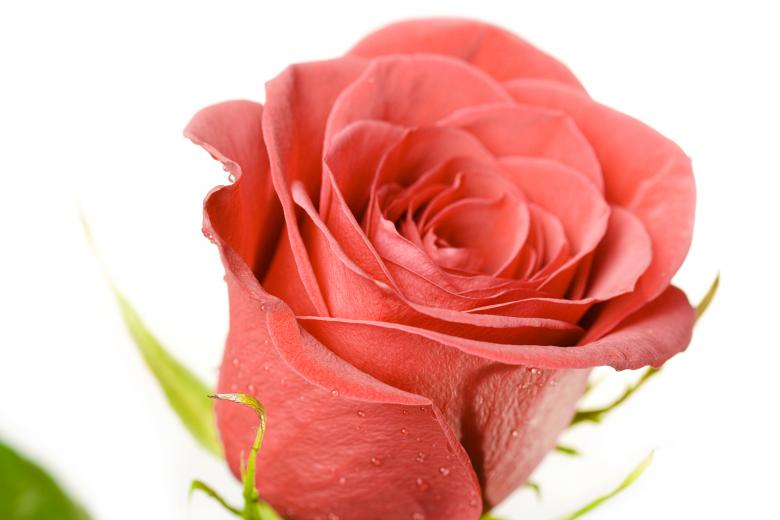 Free stock image of flower created by 2happy
