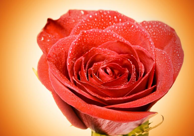 Free stock image of flower created by 2happy