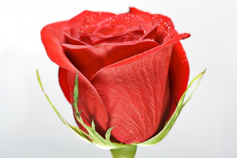 Free stock image of rose created by 2happy