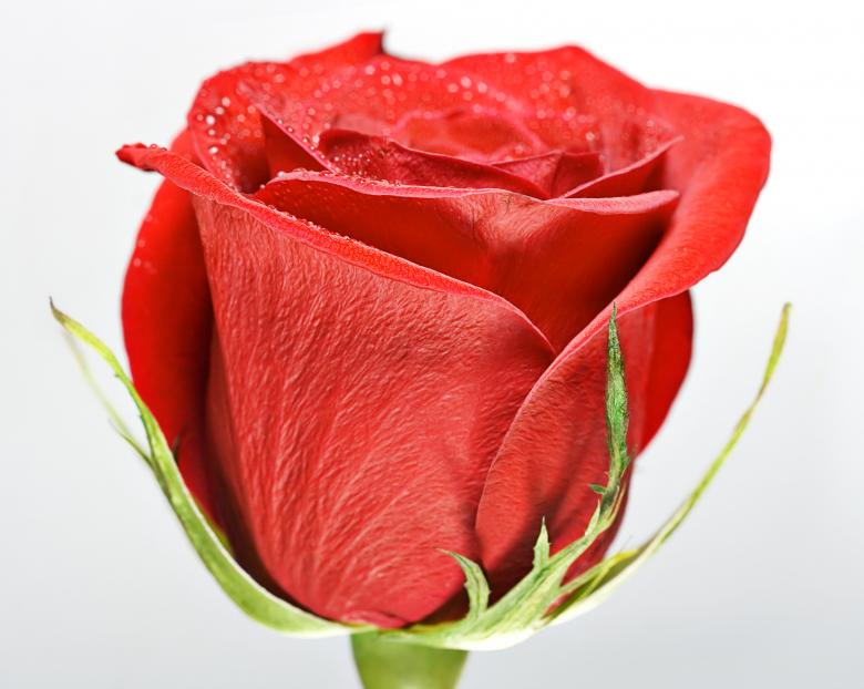 Free stock image of flower created by 2happy
