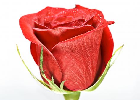 Free Stock Photo of flower