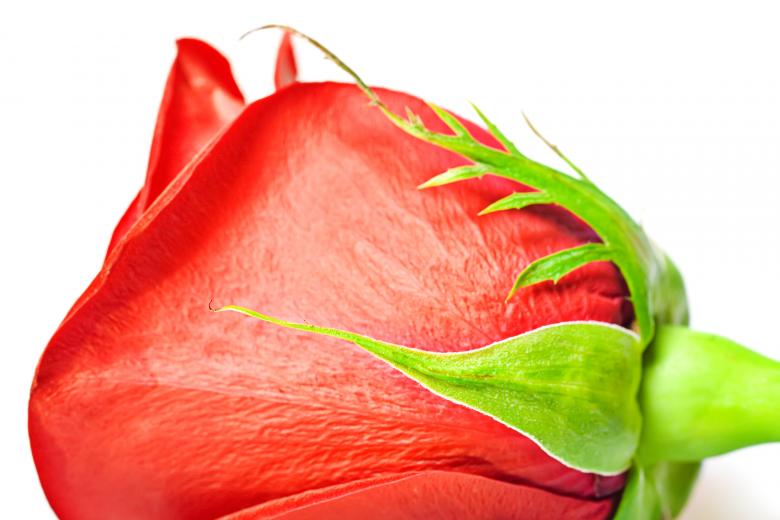 Free stock image of flower created by 2happy