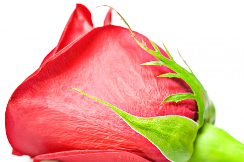 Free stock image of flower created by 2happy
