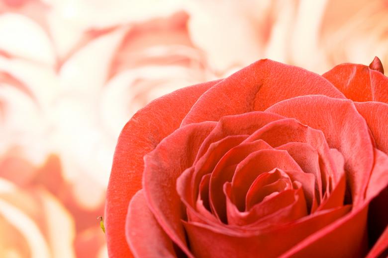 Free stock image of flower created by 2happy