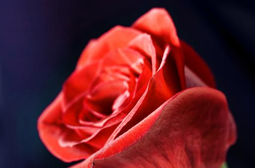 Free Stock Photo of flower