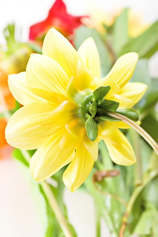 Free stock image of flower created by 2happy