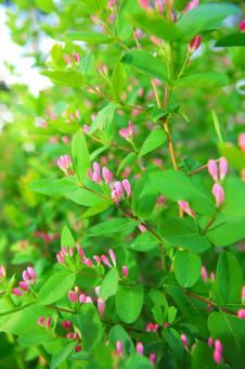 Free Stock Photo of flowers