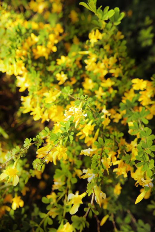 Free stock image of flowers created by 2happy
