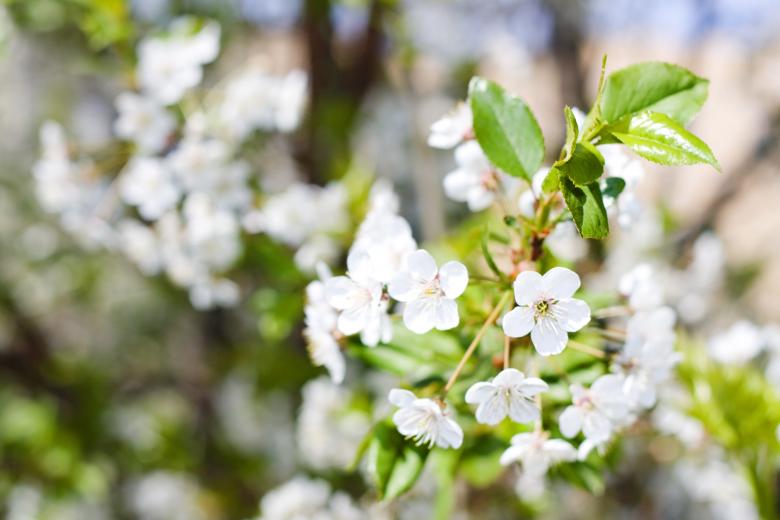 Free stock image of flowers created by 2happy
