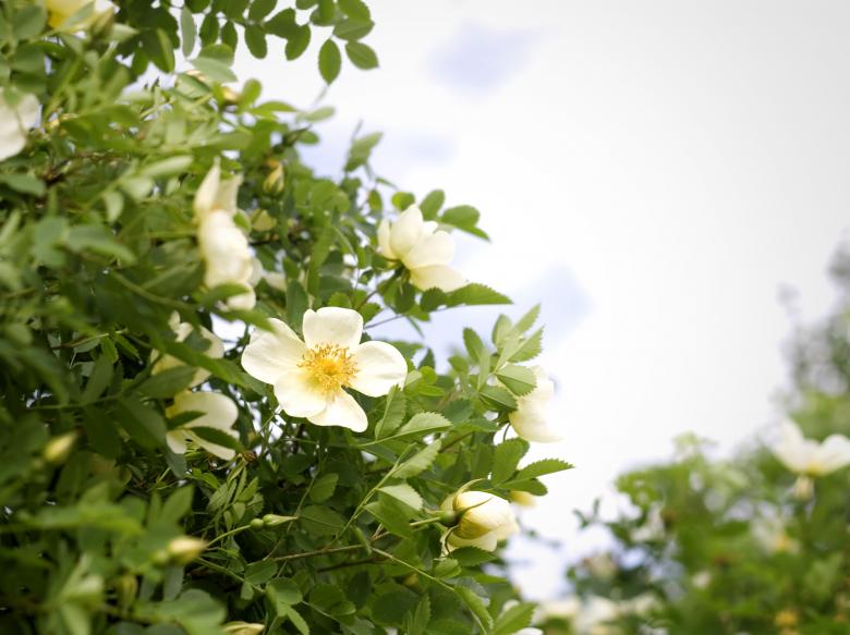 Free stock image of flowers created by 2happy