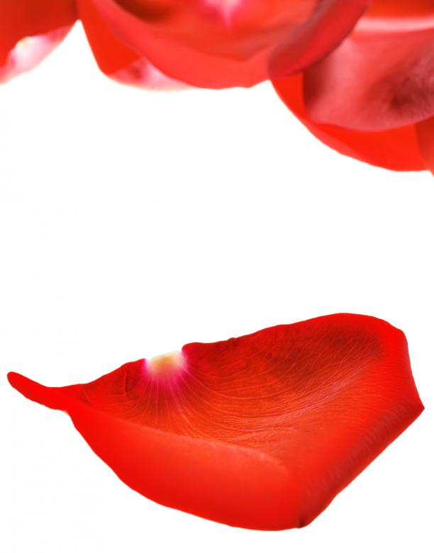 Free stock image of rose petals created by 2happy