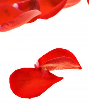 Free Stock Photo of rose petals