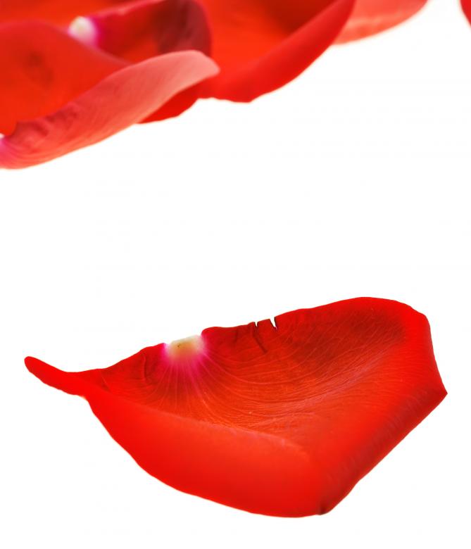 Free stock image of rose petals created by 2happy