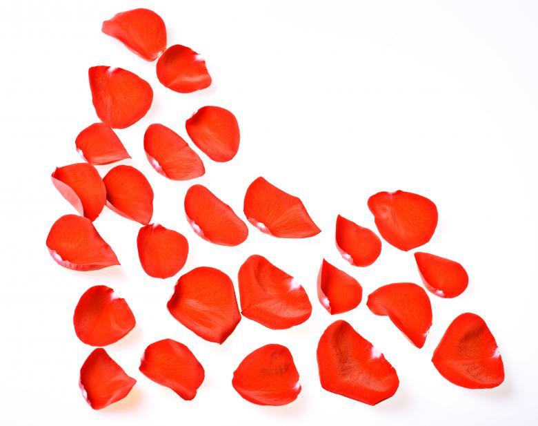 Free stock image of rose petals created by 2happy