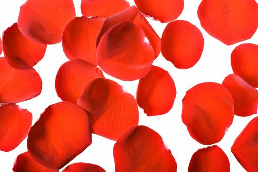 Free Stock Photo of rose petals