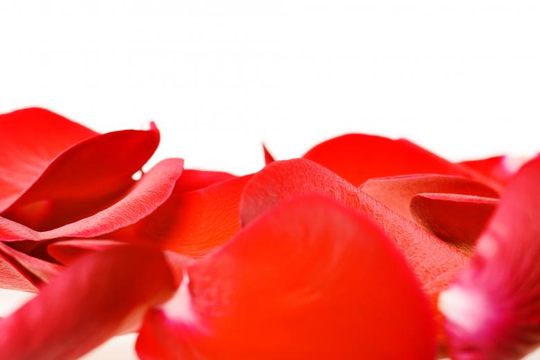 Free stock image of rose petals created by 2happy