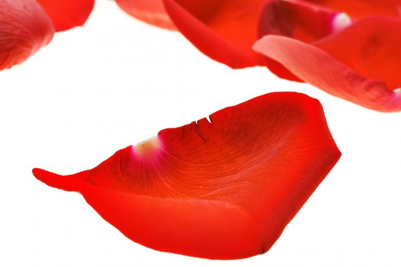 Free stock image of rose petals created by 2happy