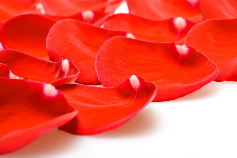 Free stock image of rose petals created by 2happy