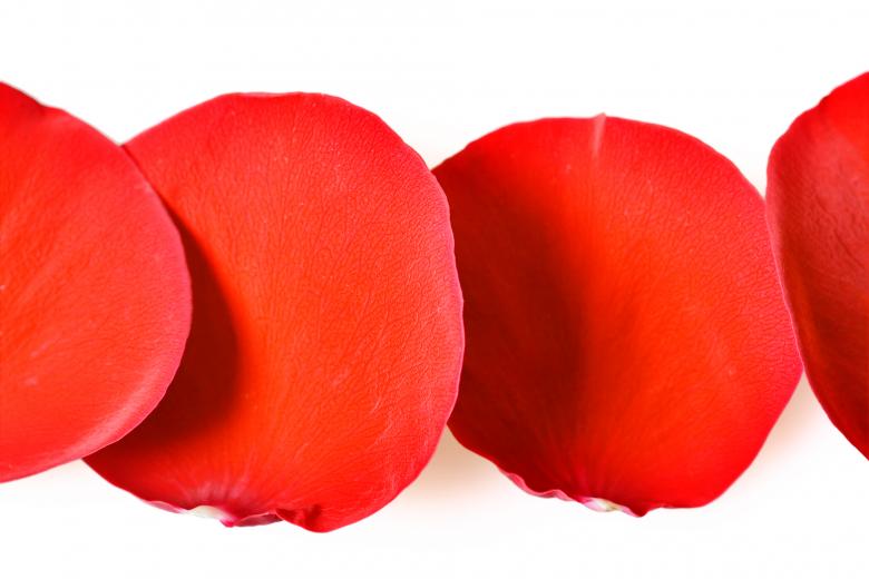 Free stock image of rose petals created by 2happy