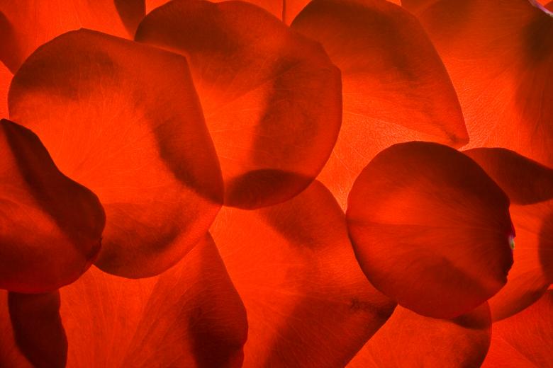 Free stock image of rose petals created by 2happy