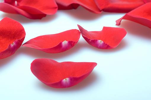Free Stock Photo of rose petals